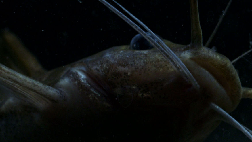 Mystic Pelusius head